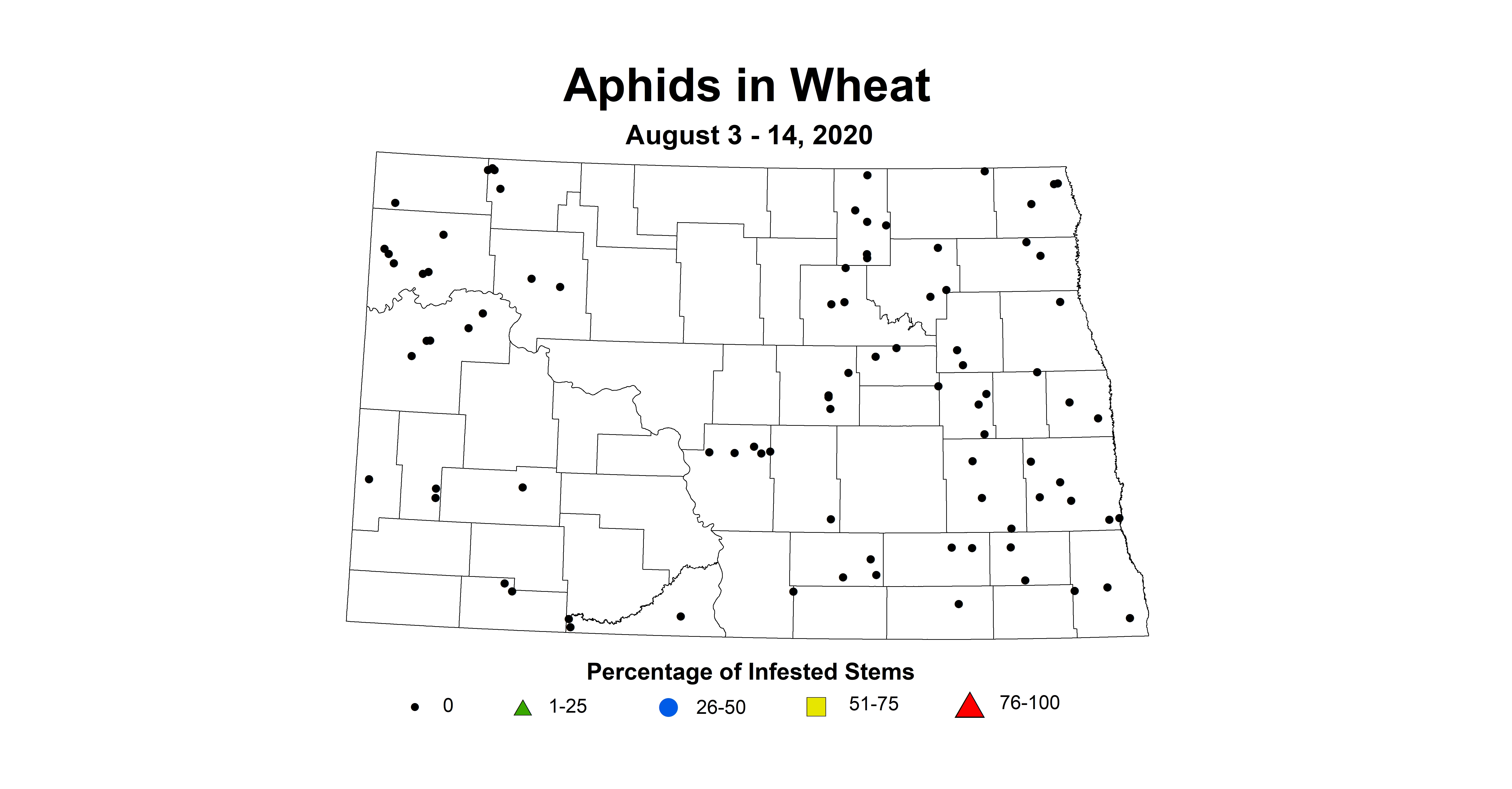 aphid