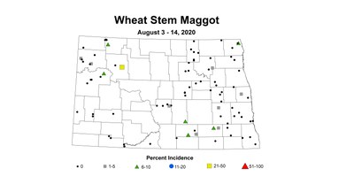 maggot