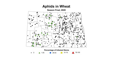 aphid