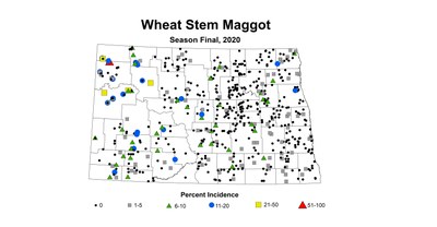 maggot