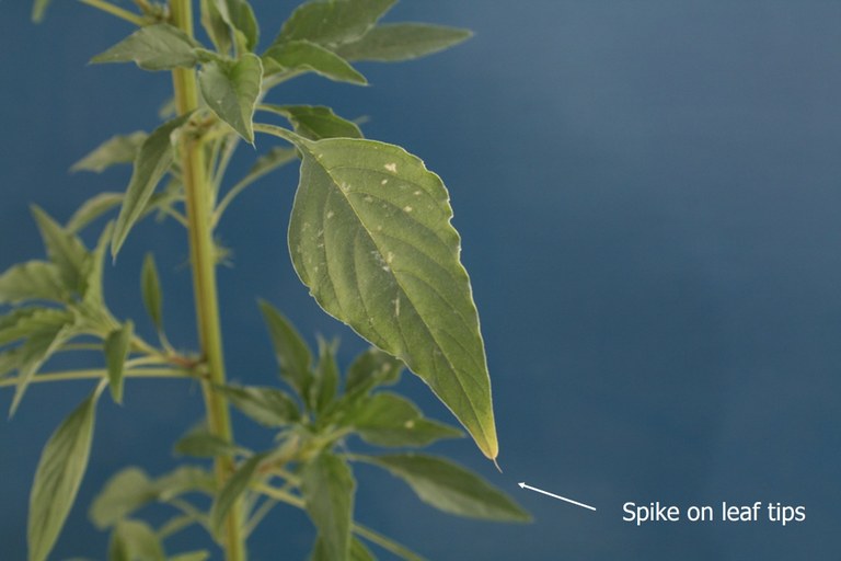 Palmer Amaranth ID - Leaf Spike