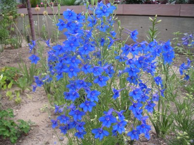 Delphinium Grandiflorum Butterfly