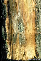 Oak wilt:John N. Gibbs, Forestry Commission, Bugwood.org