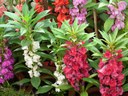 Balsam Balsam is a charming flower that is easy to grow.