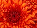 Chrysanthemum Chrysanthemum
