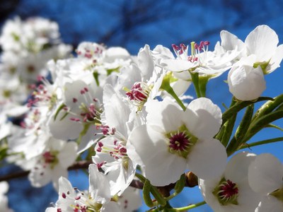 Pear blossoms