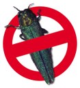 No EAB No EAB
