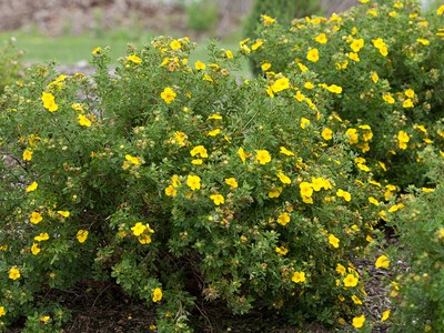 Potentilla