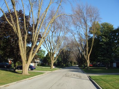 EAB-infested trees