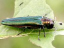 Emerald ash borer