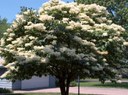 'Snowdance' Japanese tree lilac