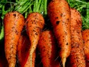 Carrots Carrots