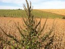 Palmer amaranth Palmer amaranth