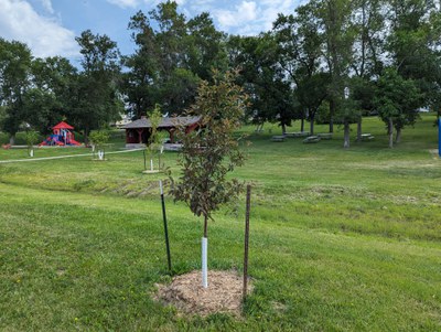 AF Lehr Planting Gackle