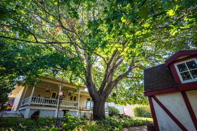Norway Maple Kenneth Birst Photo