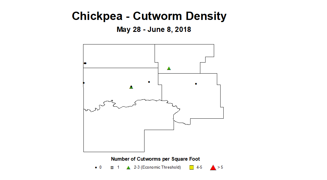 chickpea cwyd2 5.28 6.8