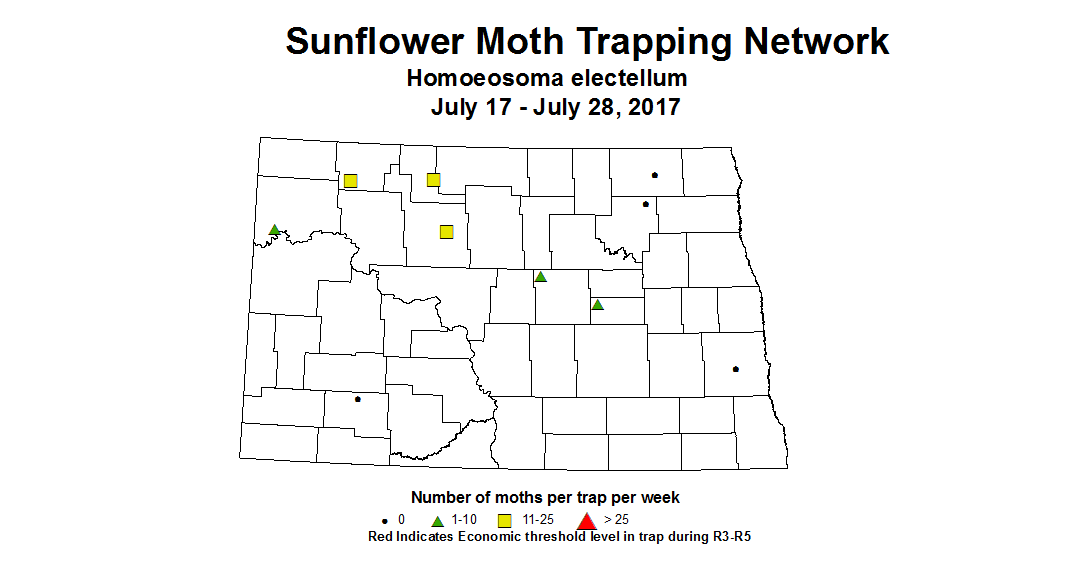 sunflowerInsecttrap sfMoth 7 17 7 28 2017