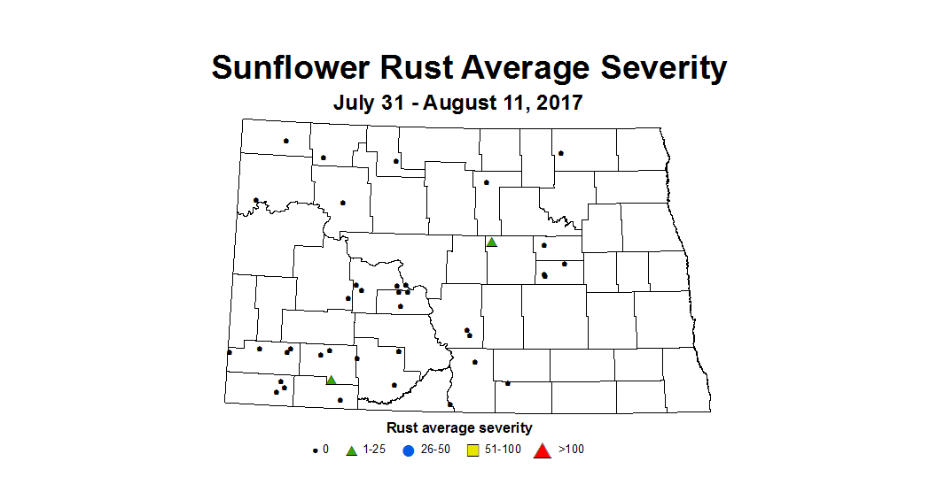 sunflower rustSeverity 7 31 8 11 2017