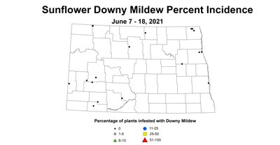 sunflowerMildewIncidence6.7 6.18