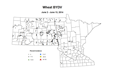 6 2 6 13 Wheat BYDV