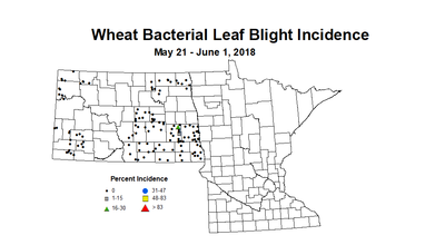 wheat BLBI 5.21 6.1 2018