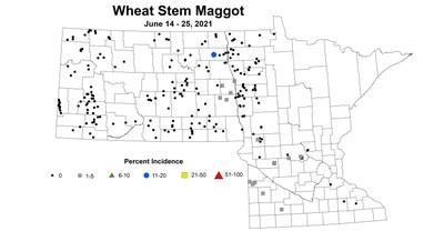 wheatMaggot 6.14 6.25