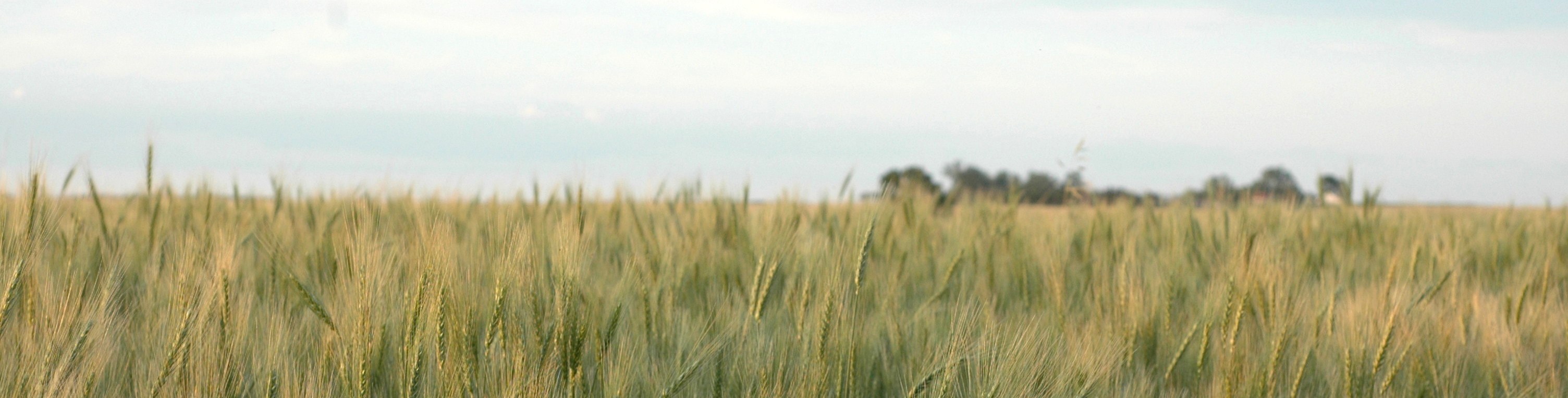 Close up of wheat field banner