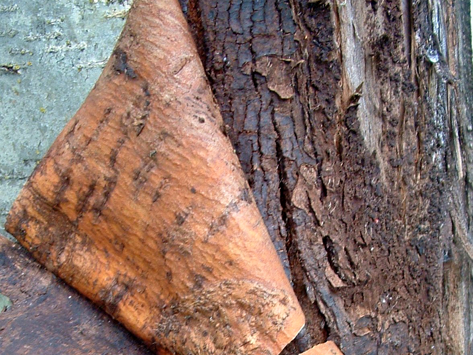 Mountainash bark