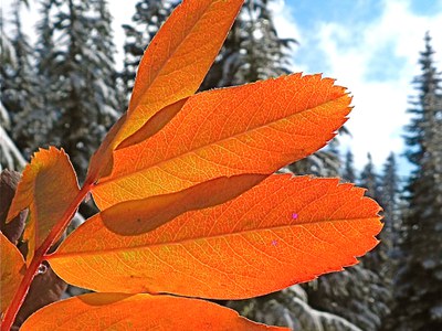 Mountainash fall color