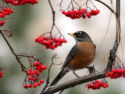 Robin with mountainash berries in early spring