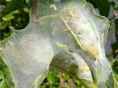 Close-up of fall webworm nest