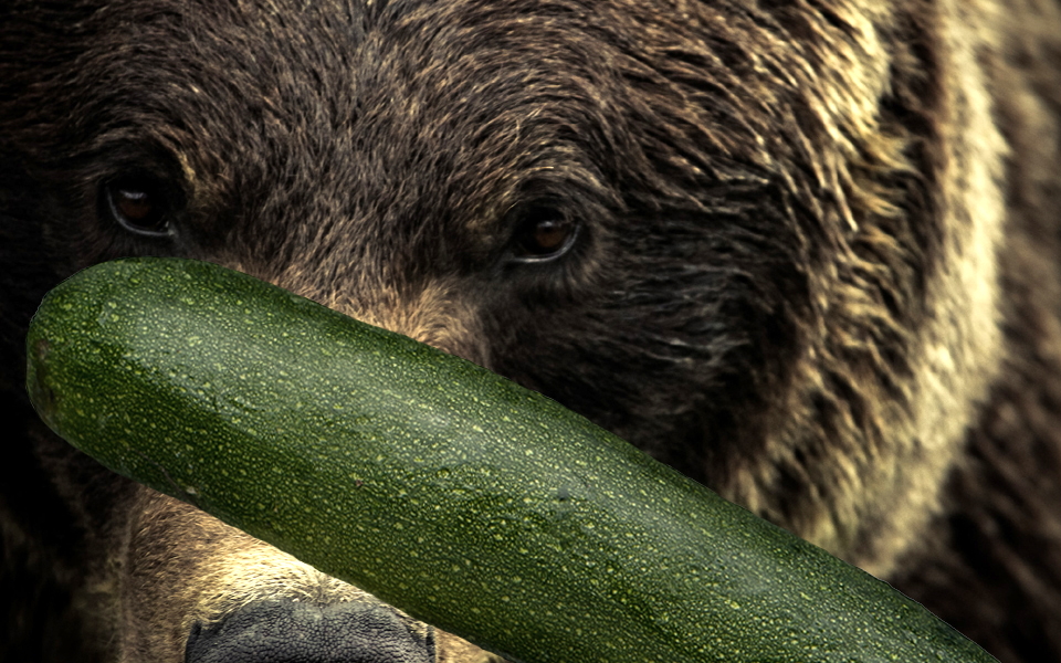 Bear versus zucchini