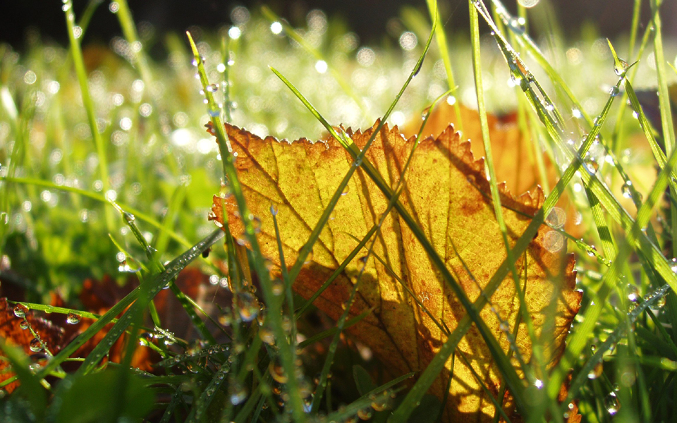 Leaf on lawn in autumn