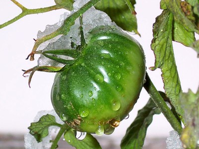 Tomato damaged from frost. 