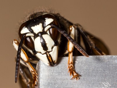 Close-up of baldfaced hornet. 