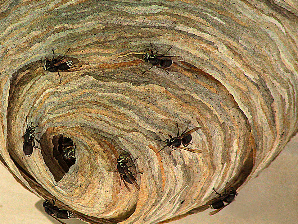 Baldfaced hornet nest