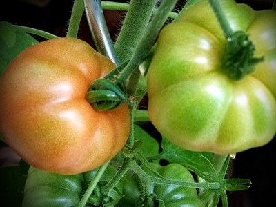 Blushing tomato