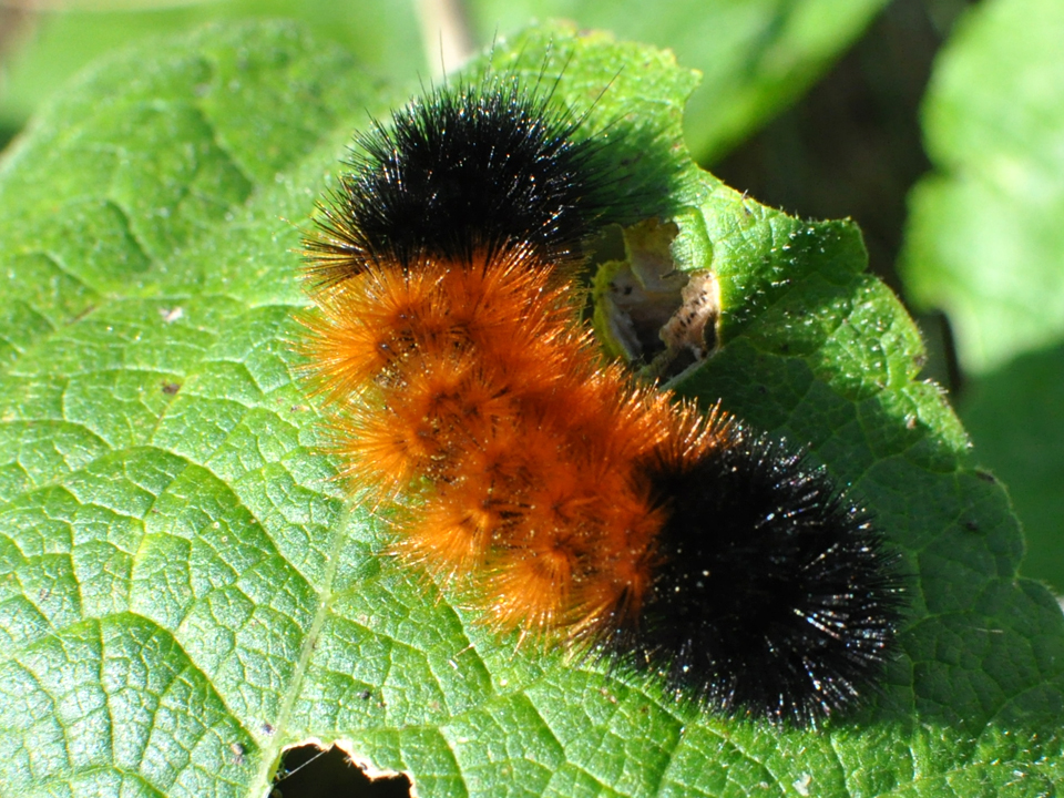 Woollybear caterpillar