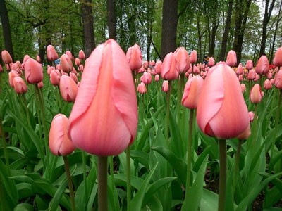 'Pink Impression' Darwin Hybrid Tulip