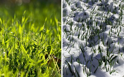 Winter rye in spring and winter