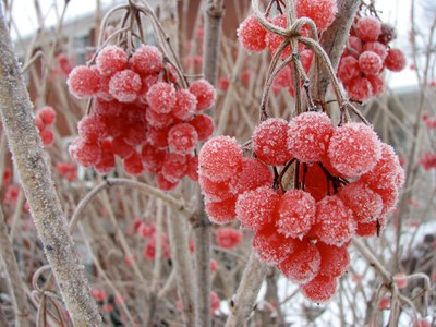 American cranberrybush viburnum