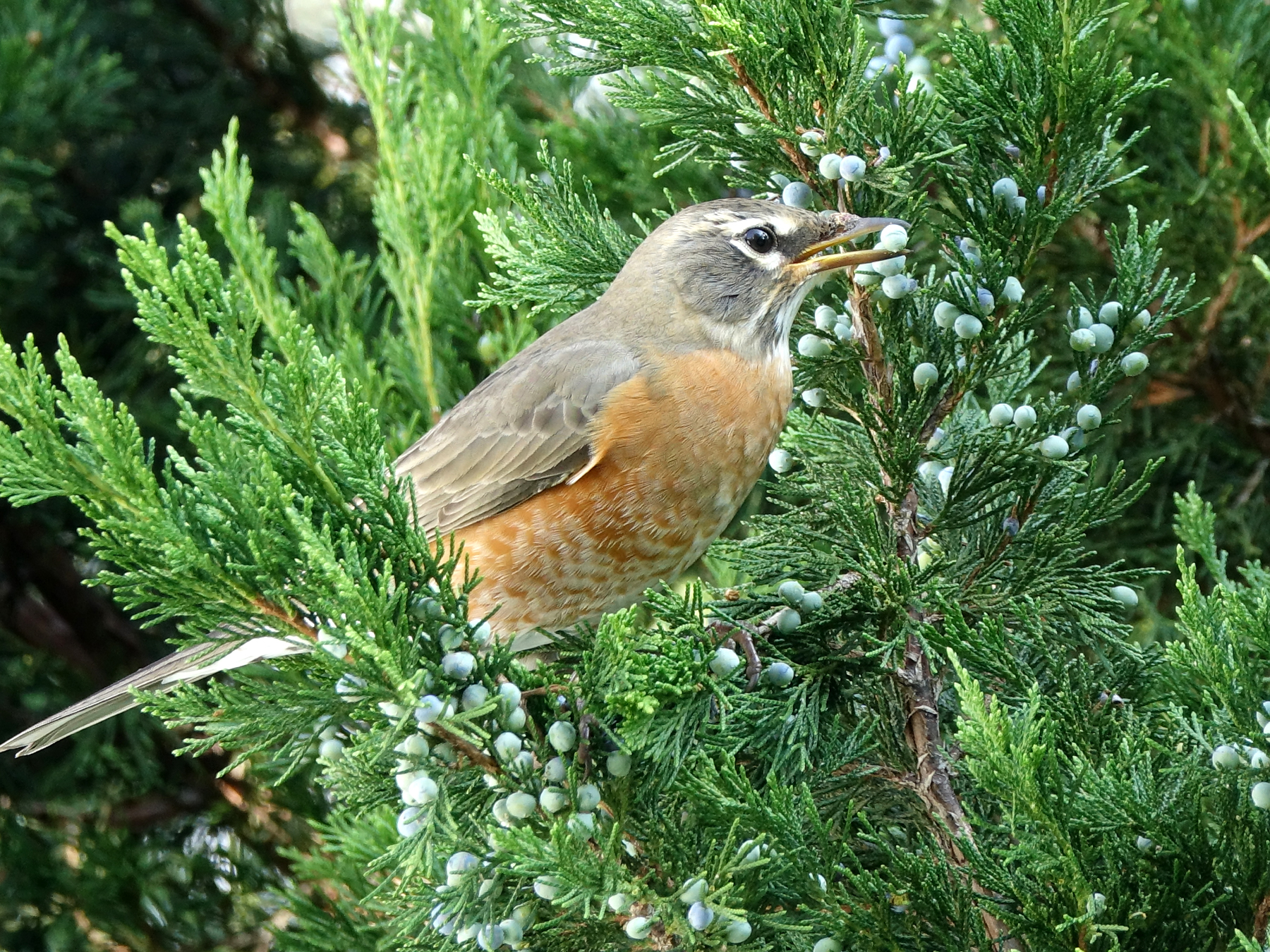 Robin in juniper