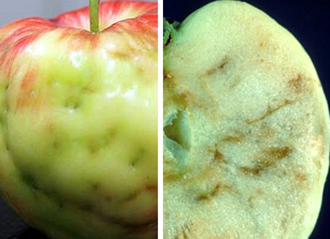 Apple maggot damage