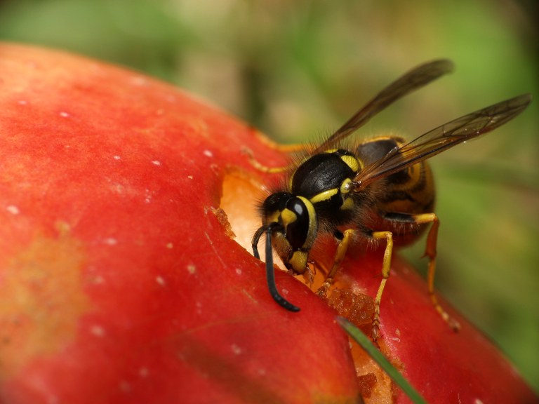 Wasp eating apple