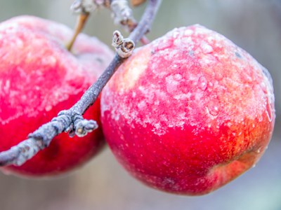 Frosted apple