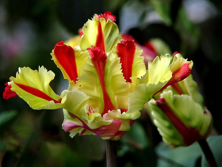 'Flaming Parrot' tulip