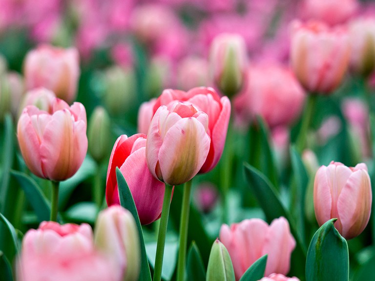 'Pink Impression' Darwin Hybrid tulip