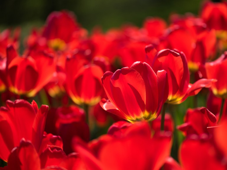 'Red Emperor' Fosteriana tulip