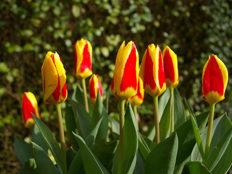 'Stresa' Kaufmanniana tulip