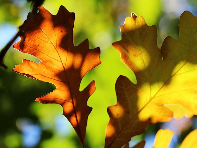Fall colors of bur oak